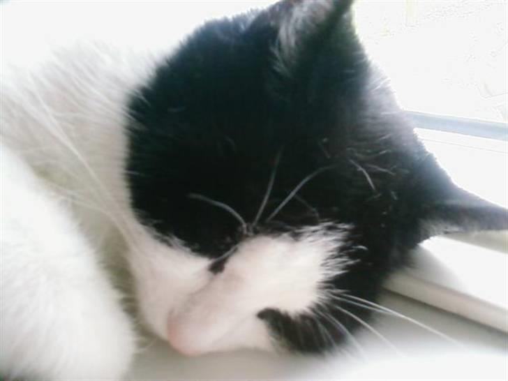 Huskat Sløjfe <3 billede 16