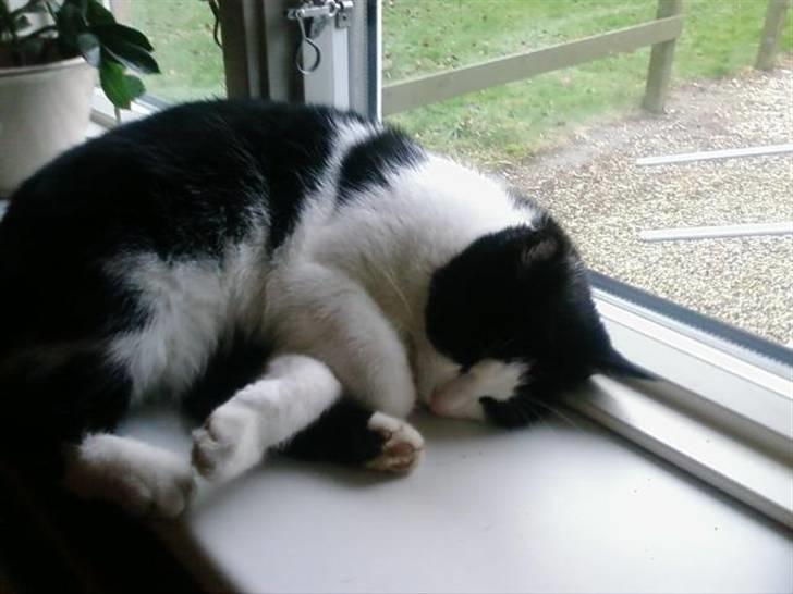 Huskat Sløjfe <3 billede 17