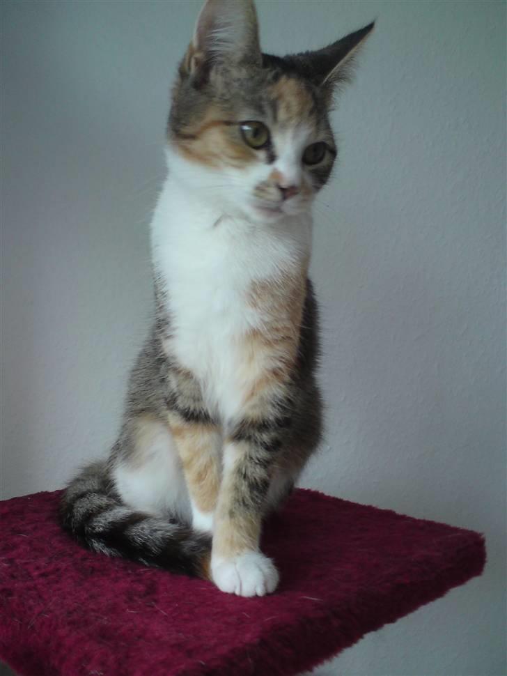 Blanding af racer Mobi *har fået nyt hjem* billede 11