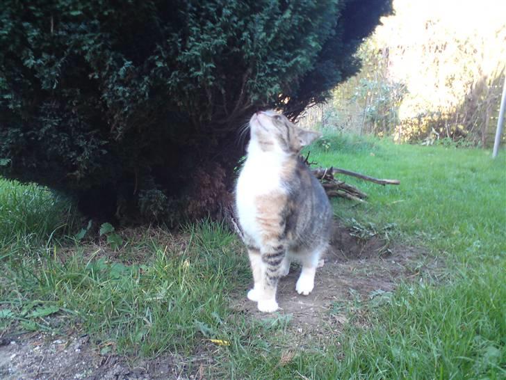 Blanding af racer Mobi *har fået nyt hjem* - Ude for første gang... billede 12