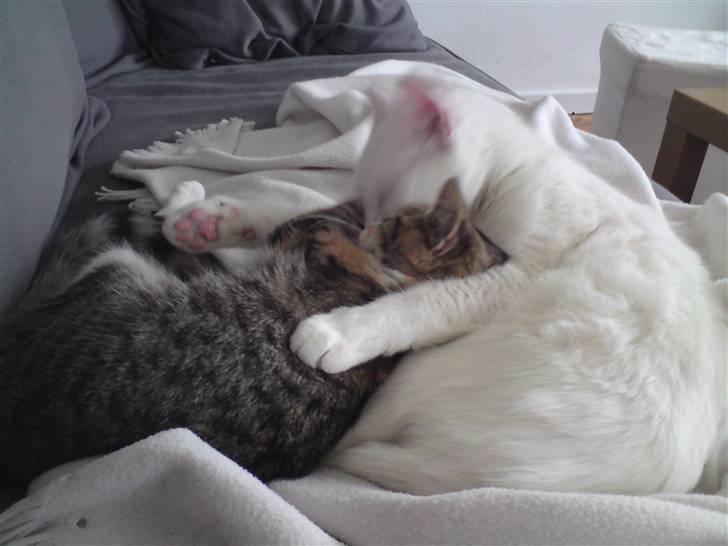 Blanding af racer Mobi *har fået nyt hjem* - lidt hygge i sofaen...;-) billede 13