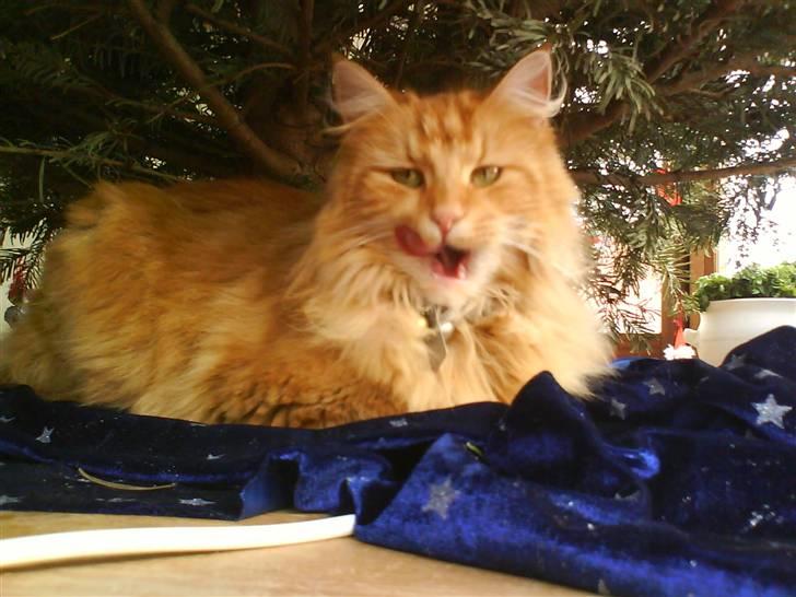 Blanding af racer Kitty <3 - Her ligger min lille skat under vores juletræ. billede 11