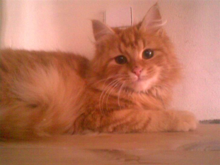 Blanding af racer Kitty <3 - Nuttede lille skat. billede 12