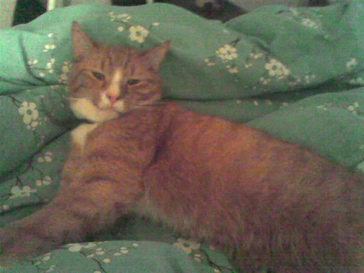 Huskat PJEVS - Pjevs ÅHH jeg elsker at slænge mig i dynerne. billede 2