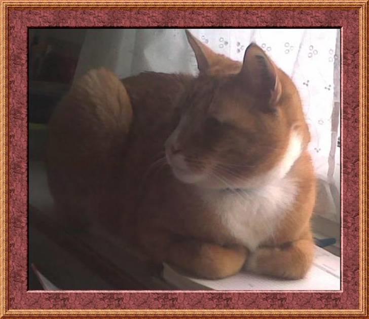 Huskat PJEVS - Pjevs. HVEM kommer nu.??? billede 3