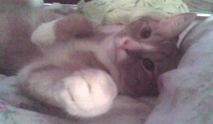 Huskat PJEVS - Pjevs. HAR vi det ikke dejligt. billede 4