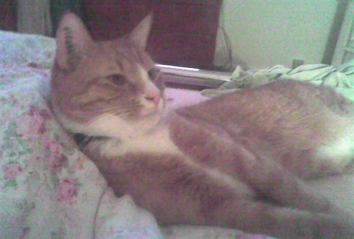 Huskat PJEVS - Pjevs. DET er altid godt med en lur. billede 5