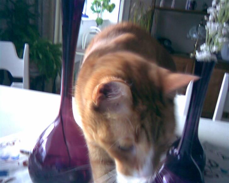 Huskat PJEVS - Pjevs. JEG er bare lidt nyskerrig billede 6