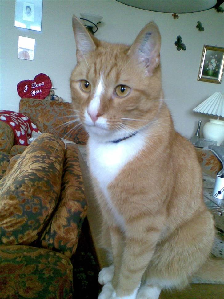 Huskat PJEVS - Pjevs.  HER har jeg overblikket HÆ HÆ billede 7