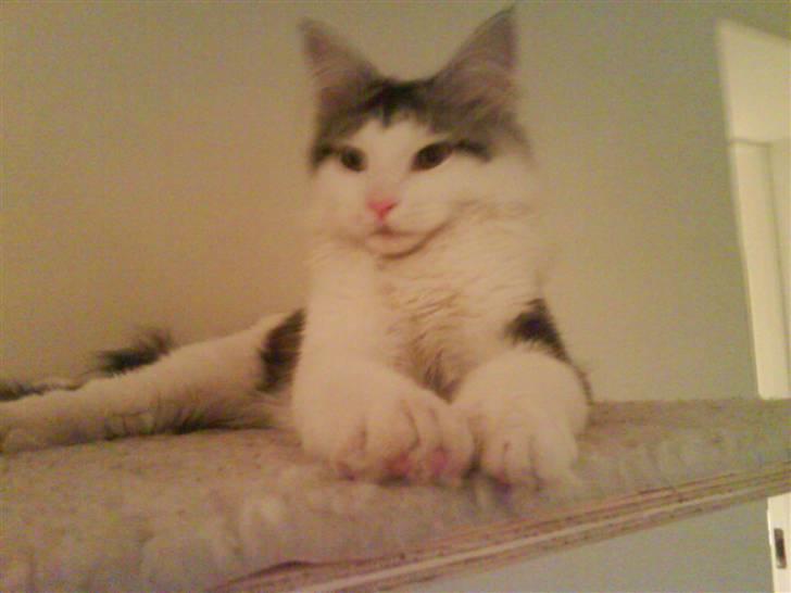 Maine Coon Bacardi billede 12