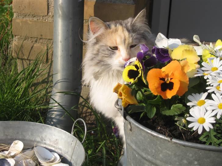 Norsk Skovkat Rosa <3  billede 1