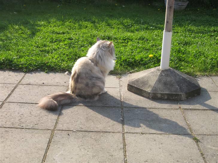 Norsk Skovkat Rosa <3  billede 2