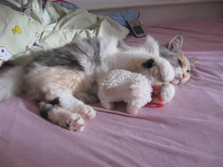 Norsk Skovkat Rosa <3  billede 3