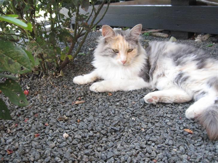 Norsk Skovkat Rosa <3  billede 4