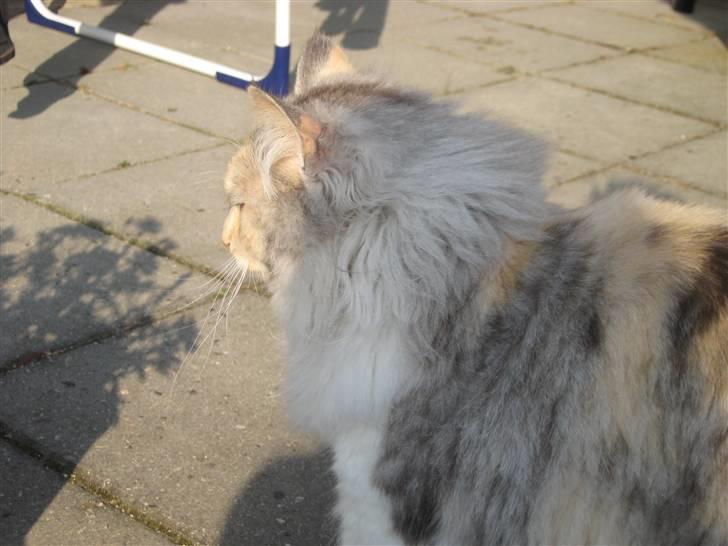 Norsk Skovkat Rosa <3  billede 5