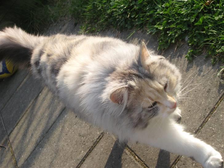 Norsk Skovkat Rosa <3  billede 6