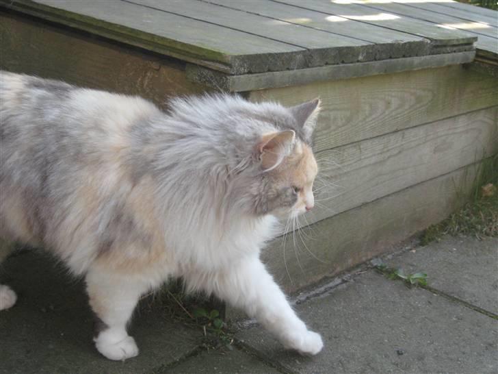 Norsk Skovkat Rosa <3  billede 7