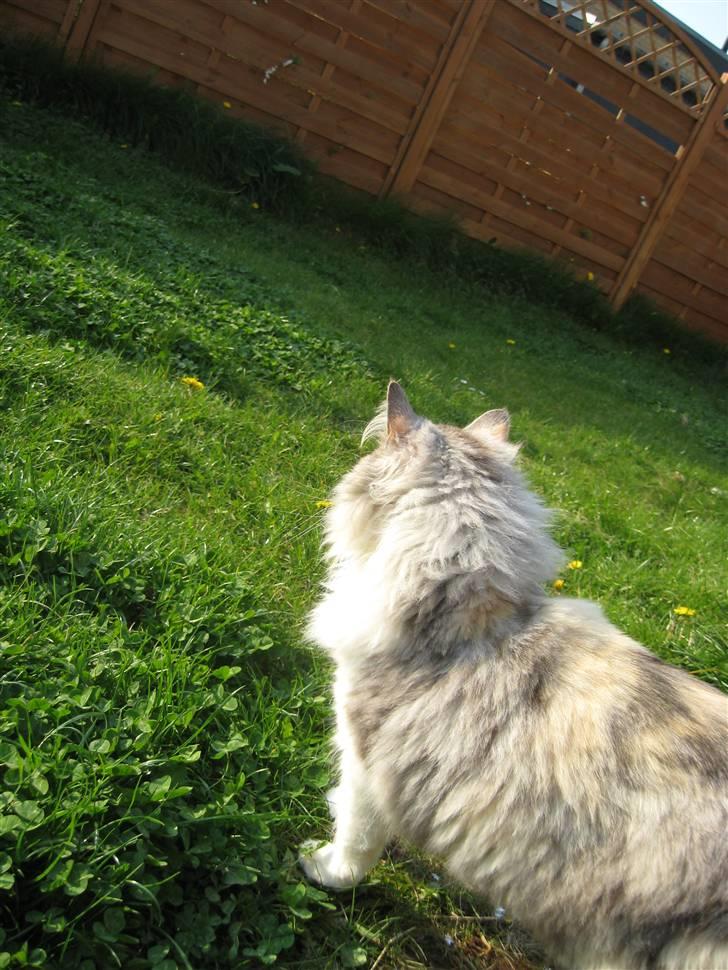 Norsk Skovkat Rosa <3  billede 8