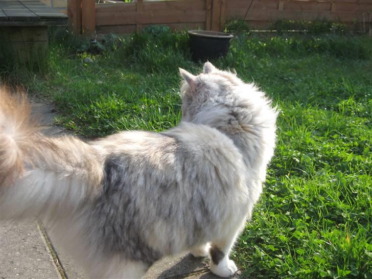 Norsk Skovkat Rosa <3  billede 9