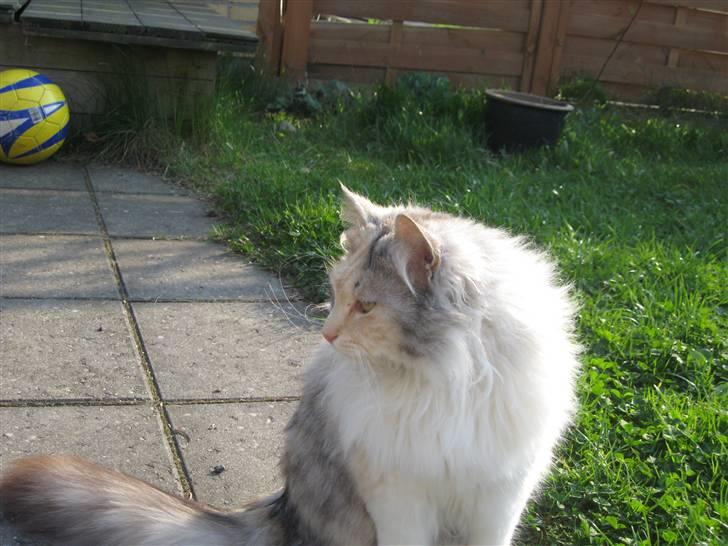 Norsk Skovkat Rosa <3  billede 10