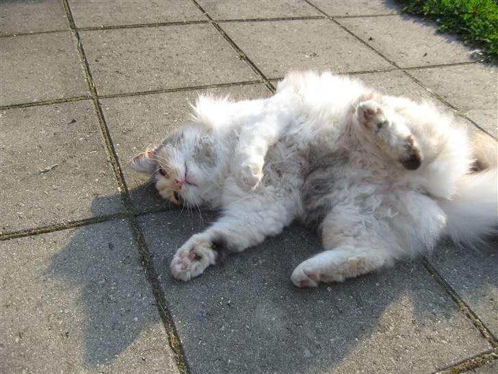 Norsk Skovkat Rosa <3  billede 11