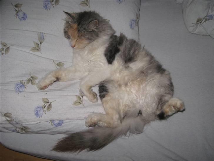 Norsk Skovkat Rosa <3  billede 12