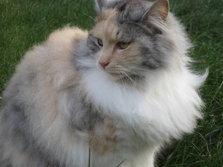 Norsk Skovkat Rosa <3  billede 13