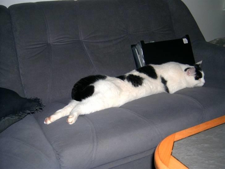 Huskat Kenzo billede 7