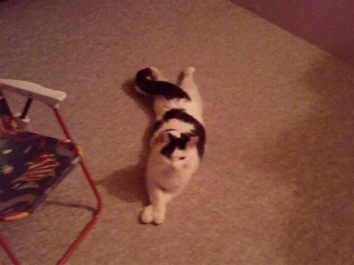 Huskat Kenzo billede 8