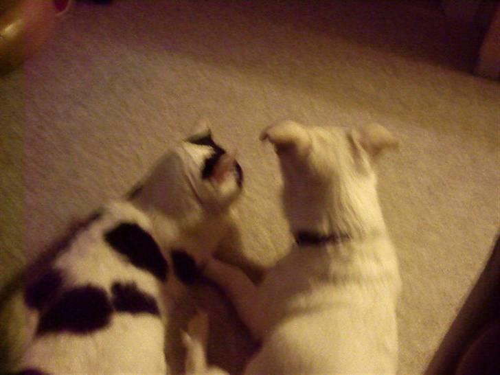 Huskat Kenzo - Vi var bare besteste venner. billede 9