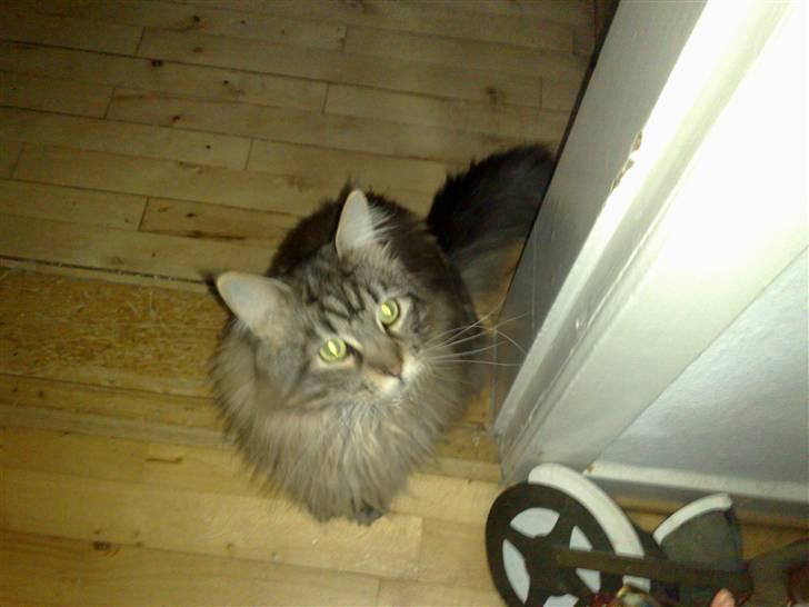 Maine Coon mercy - hvor ligger man godt her billede 16