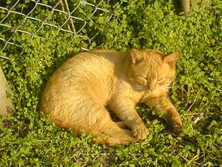 Huskat                  Allan <3 - Velkommen til Allan´s profil :) billede 1