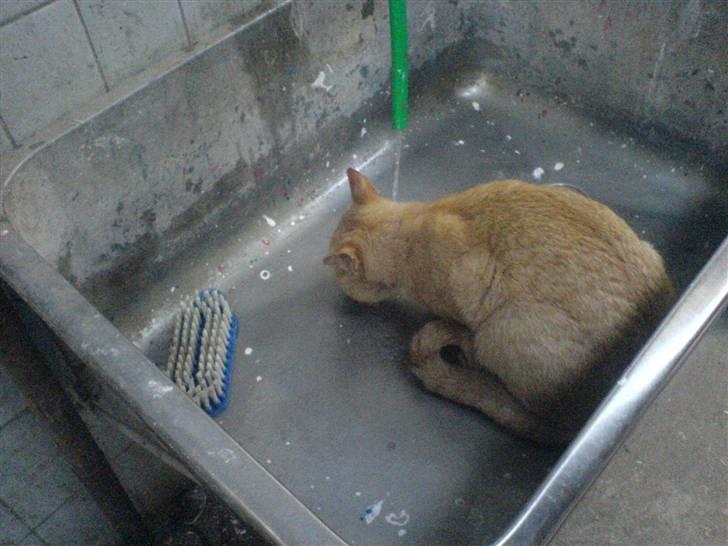 Huskat                  Allan <3 - ja, sådan drikker vi altså her, hvis vi ikke lige orker at gå ind i sadlerummet hvor min vandskål er :P billede 2