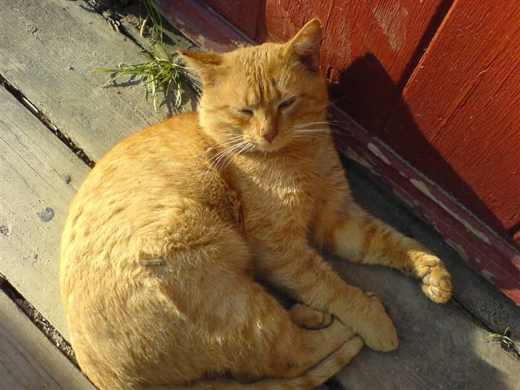 Huskat                  Allan <3 - en dejlig sommerdag.:) billede 3