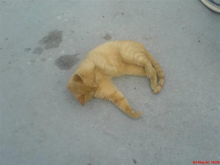 Huskat                  Allan <3 - når det klør, så skal man da lige rulle sig :D billede 4