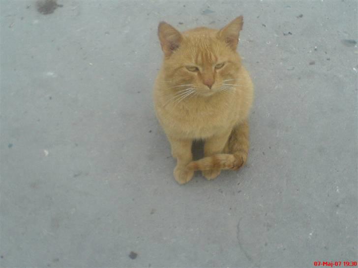 Huskat                  Allan <3 - ser jeg godt ud sådan her? billede 5