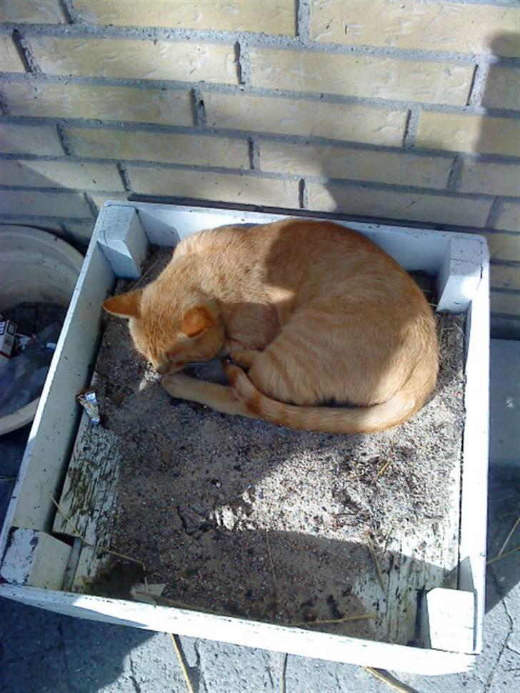 Huskat                  Allan <3 - Snupper lige en lur ;) billede 6