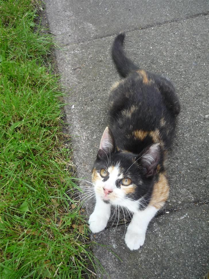 Huskat Mio (flyttet hjem til mor - Vores dejlige Mio-mis billede 1