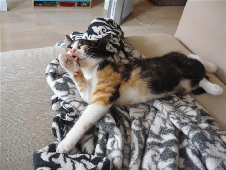 Huskat Mio (flyttet hjem til mor - Stueløven :) billede 2