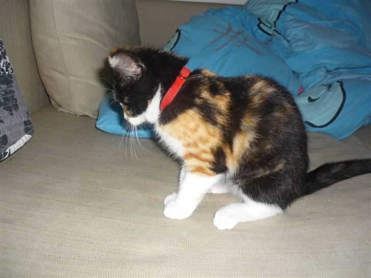 Huskat Mio (flyttet hjem til mor - Er man lidt søvnig, lille kat? billede 3