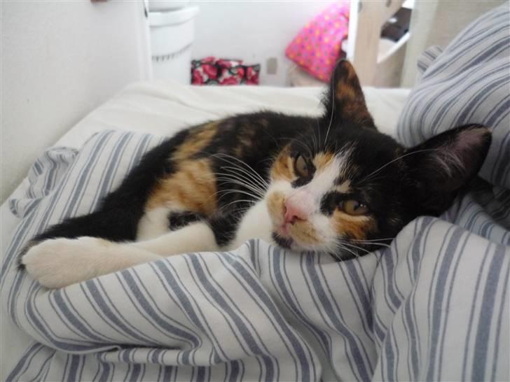 Huskat Mio (flyttet hjem til mor - Man siger at katte er perfekte... billede 4