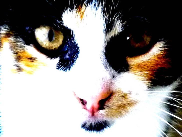 Huskat Mio (flyttet hjem til mor - An old friend is wathing... billede 5