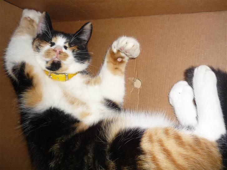 Huskat Mio (flyttet hjem til mor - "Jeg dyrker yoga!" billede 6