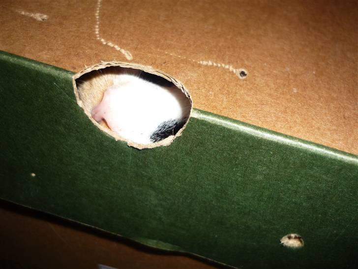 Huskat Mio (flyttet hjem til mor - Jeg kan lugte dig ;>) billede 7