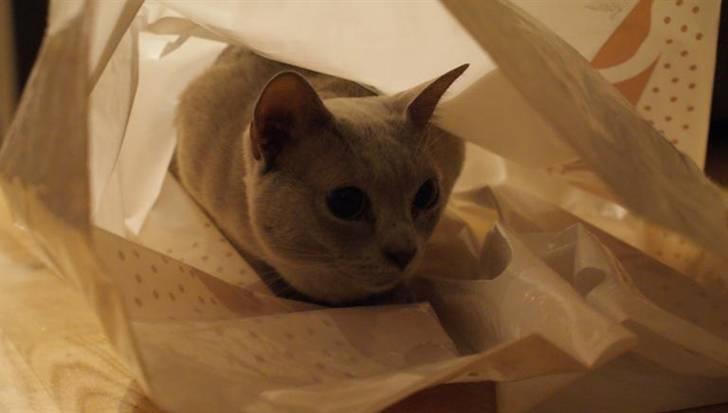 Burmeser Cleopatra - Cleo elsker at putte sig i plastikposer billede 18