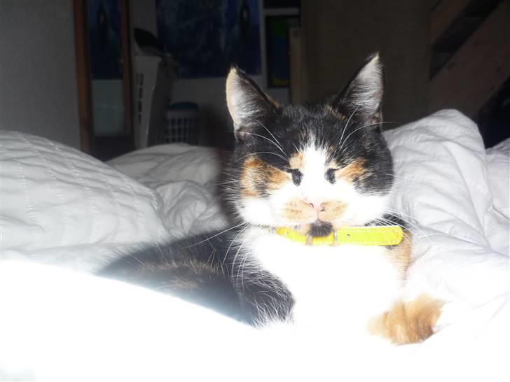 Huskat Mio (flyttet hjem til mor - Som en "gud" ;) billede 8