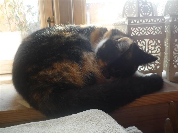 Huskat Mio (flyttet hjem til mor - I vindueskarmen, Igen ;) billede 9