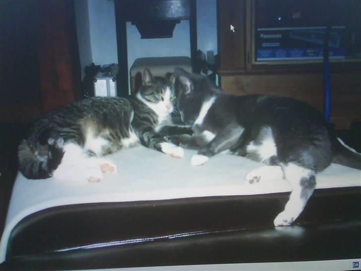 Blanding af racer Gizmo billede 1