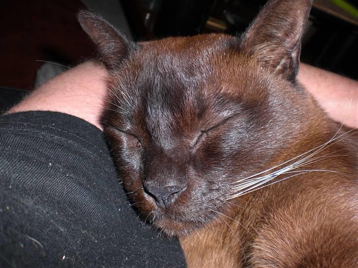 Burmeser Amadæus billede 9