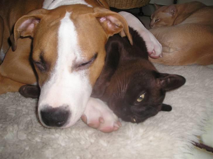 Burmeser Amadæus billede 10